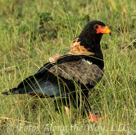 Bateleur (Kenya)
