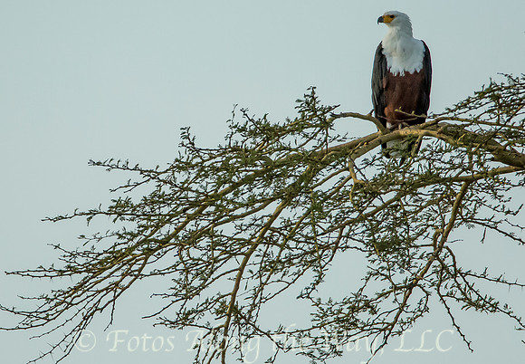 African Fish Eagle (Tanzania)