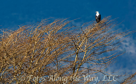 African Fish Eagle (Tanzania)