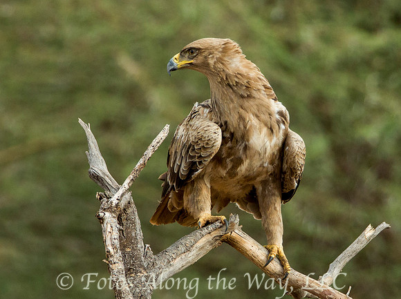 Tawny Eagle (Kenya)