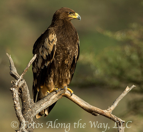 Tawny Eagle (Kenya)
