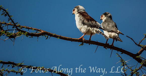 Pygmy Falcons (Kenya)