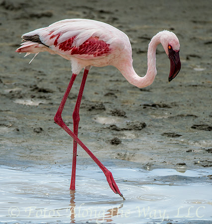 Lesser Flamingo (Tanzania)