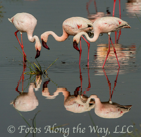 Lesser Flamingos (Kenya)