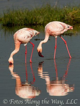 Lesser Flamingos (Kenya)