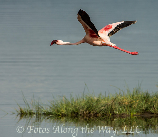 Lesser Flamingo in Flight (Kenya)