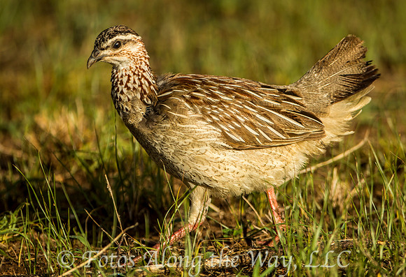 Crested Francolin (Kenya)