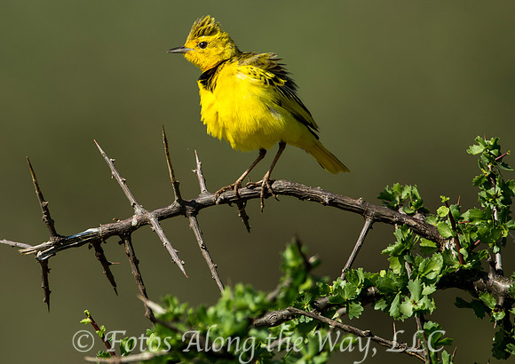 Golden Pipit (Kenya)