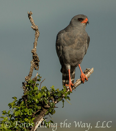 Dark Chanting Goshawk (Kenya)