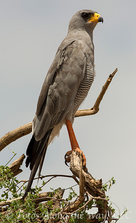 Eastern Pale Chanting Goshawk (Kenya)