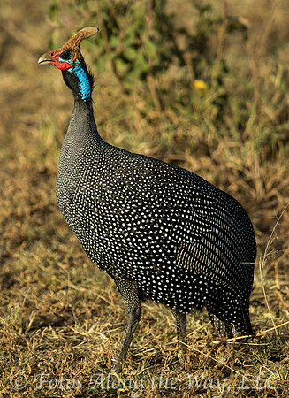 Helmeted Guineafowl (Kenya)