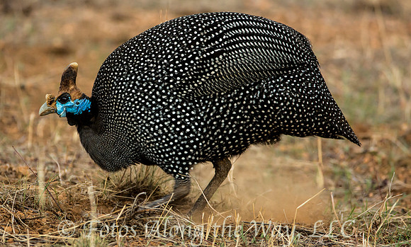 Helmeted Guineafowl Digging (Kenya)