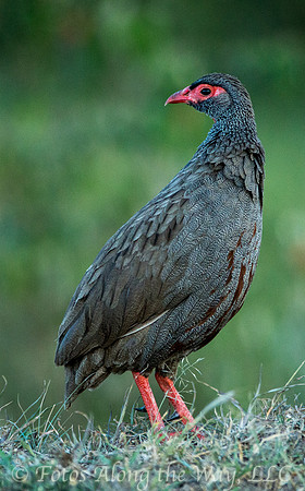 Red-necked Spurfowl (Kenya)