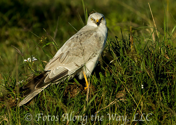 Pallid Harrier (Kenya)