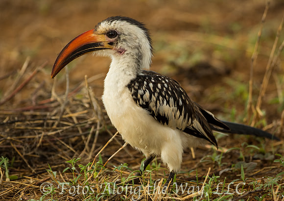 Red-billed Hornbill (Kenya)