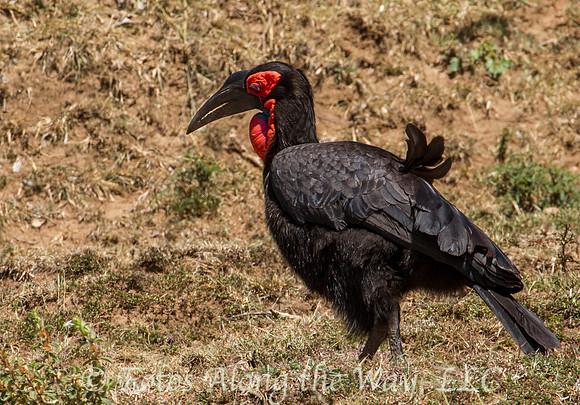Southern Ground Hornbill (Kenya)