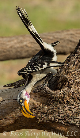Yellow-billed Hornbill (Kenya)