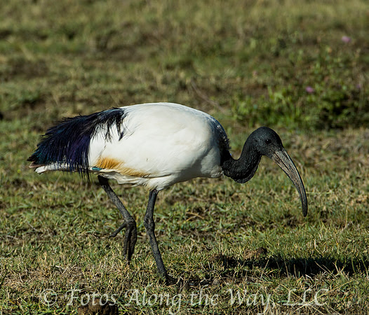 Sacred Ibis (Tanzania)