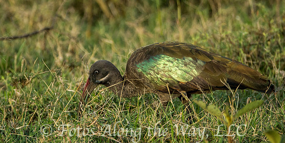 Hadada Ibis (Kenya)