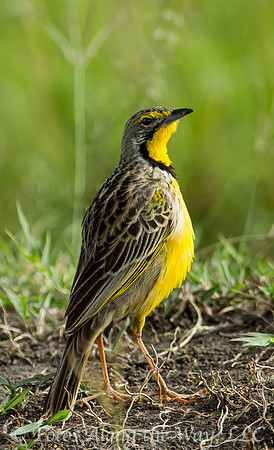 Yellow-throated Longclaw (Kenya)