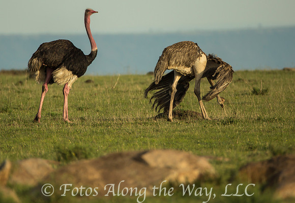 Masai Ostrich Pair (Tanzania)