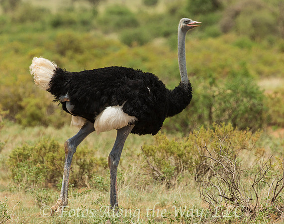 Somali Ostrich (Kenya)