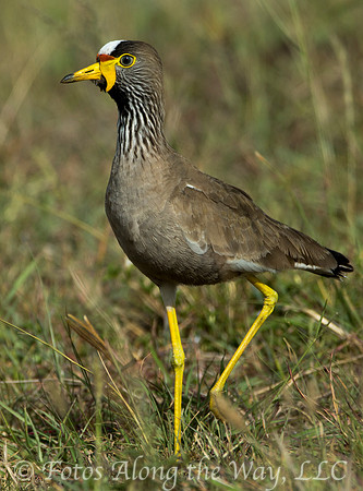 African Wattled Plover (Kenya)
