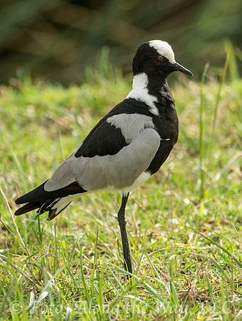 Blacksmith Plover (Tanzania)
