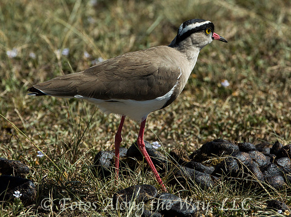 Crowned Plover (Kenya)