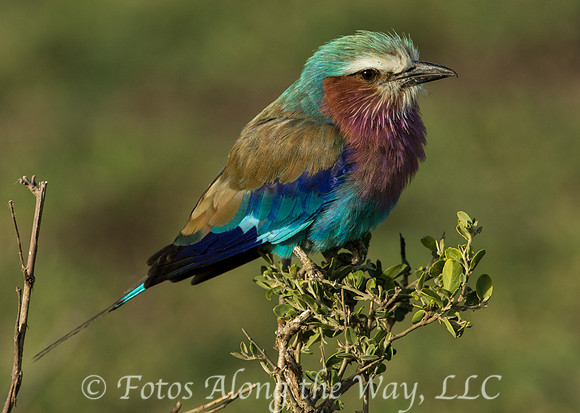 Lilac-breasted Roller (Kenya)