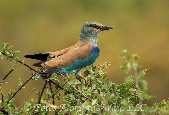 Eurasian Roller (Kenya)