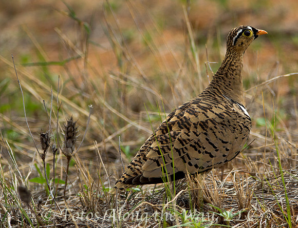 Black-faced Sandgrouse (Kenya)