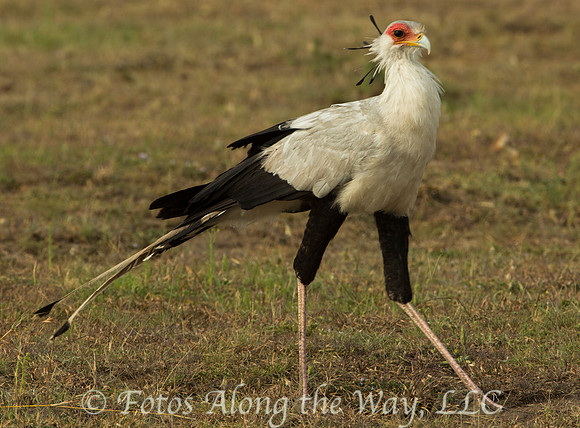 Secretary Bird (Kenya)