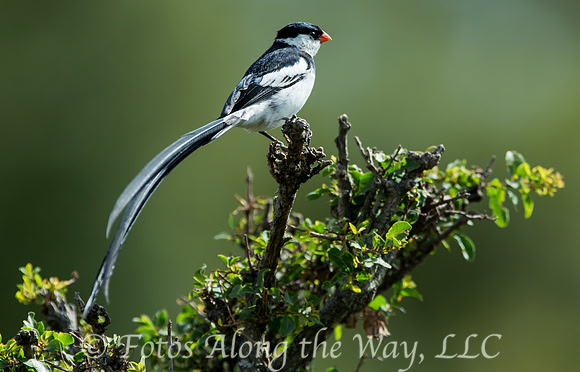 Pin-tailed Whydah (Kenya)