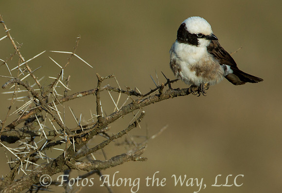 White-crowned Shrike (Tanzania)