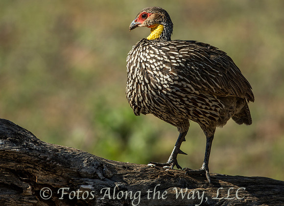 Yellow-necked Spurfowl (Kenya)