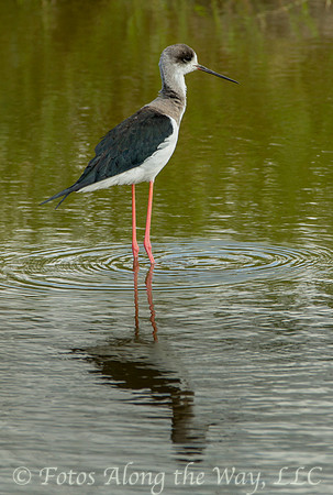 Black-winged Stilt (Tanzania)