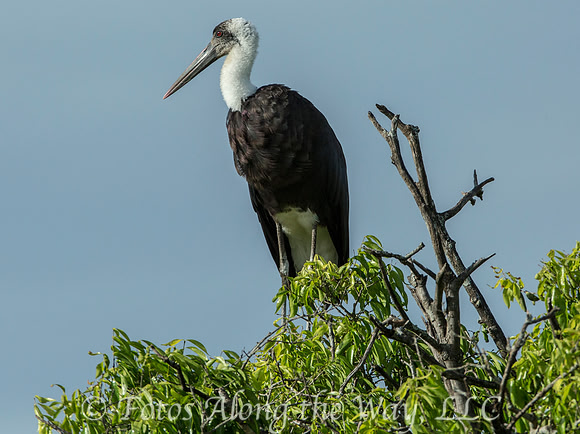 Wooly-necked Stork (Kenya)