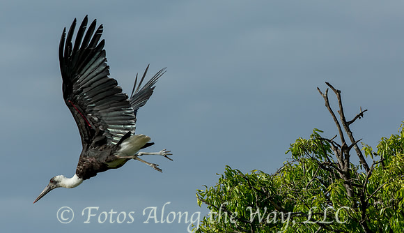 Wooly-necked Stork in Flight (Kenya)