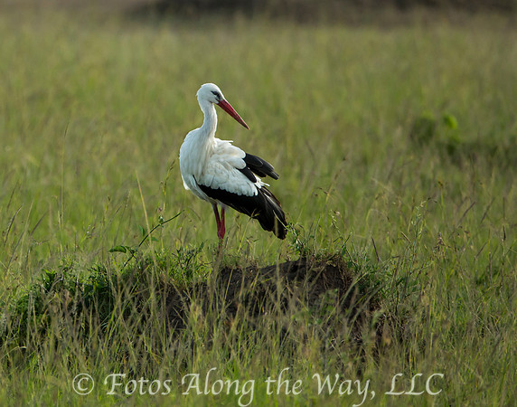 White Stork (Kenya)