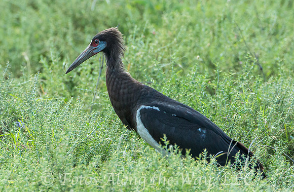 Abdim's Stork (Tanzania)