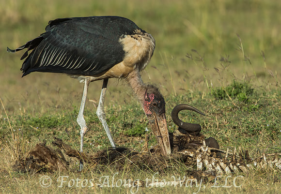 Marabou Stork (Kenya)