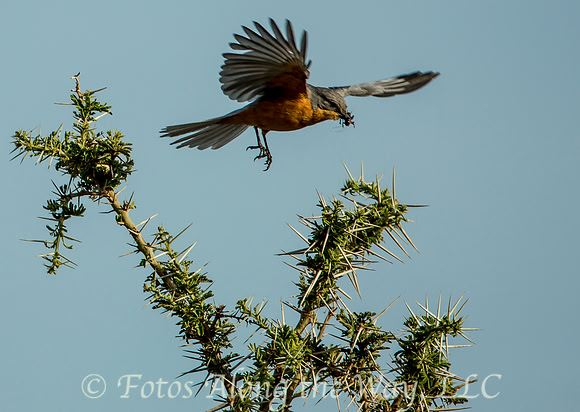 Silverbird with Bug (Tanzania)