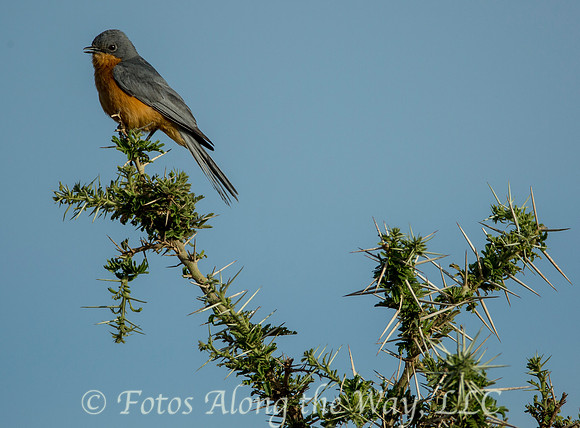 Silverbird (Tanzania)