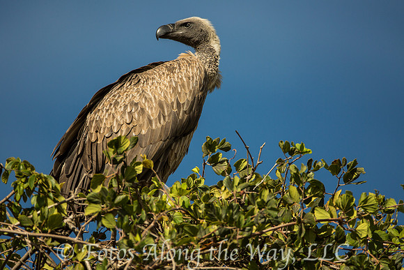 African White-backed Vulture (Tanzania)