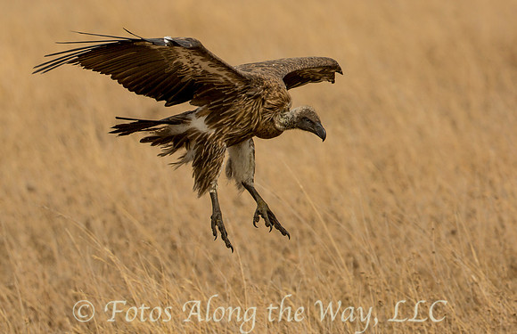 African White-backed Vulture in Flight (Tanzania)