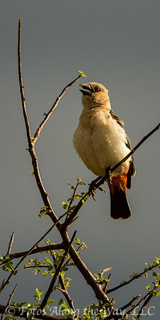 White-headed Buffalo Weaver (Kenya)