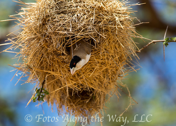 Black-capped Social Weaver in Nest (Kenya)