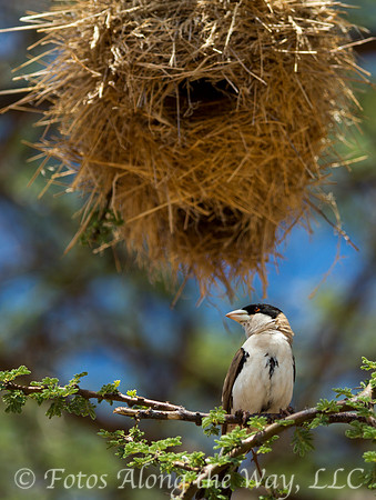 Black-capped Social Weaver (Kenya)