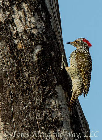 Nubian Woodpecker (Tanzania)